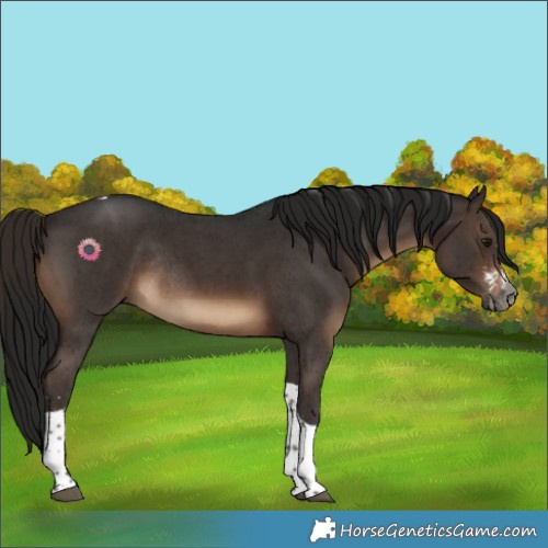 Horse Color:Gray Brown Sabino Tobiano Rabicano 