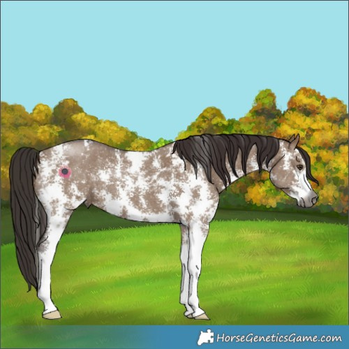 Horse Color:Gray Liver Red Dun Sabino 