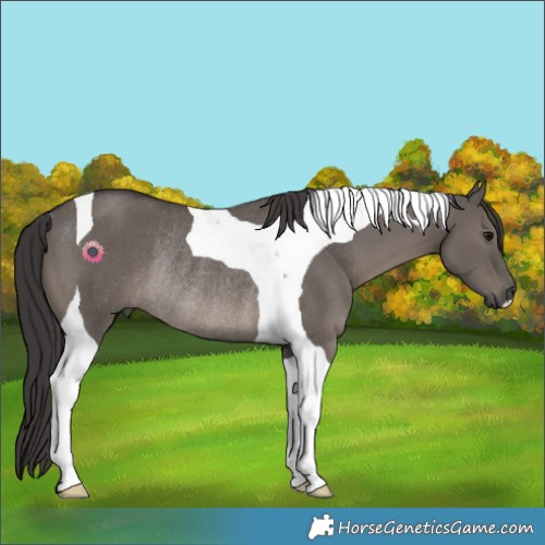 Horse Color:Smoky Grullo Tobiano Rabicano