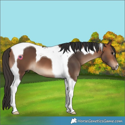 Horse Color:Bay Tobiano 