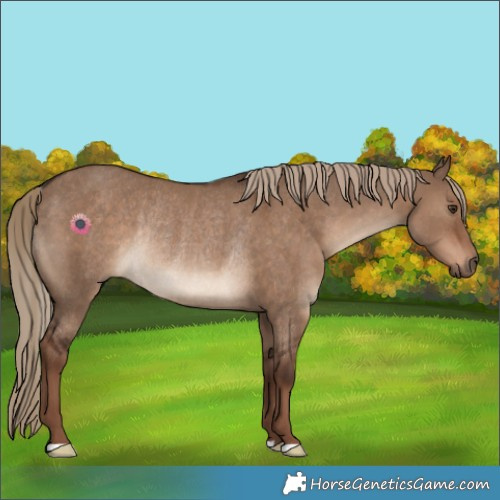 Horse Color:Liver Red Dun Rabicano