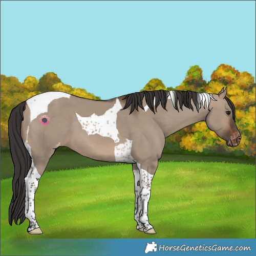 Horse Color:Brown Dun Tobiano Varnish
