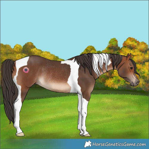 Horse Color:Bay Tobiano Rabicano