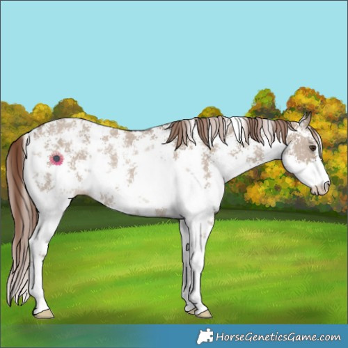 Horse Color:Liver Red Dun Sabino Varnish Rabicano