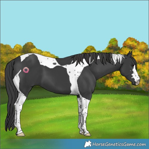 Horse Color:Black Tobiano