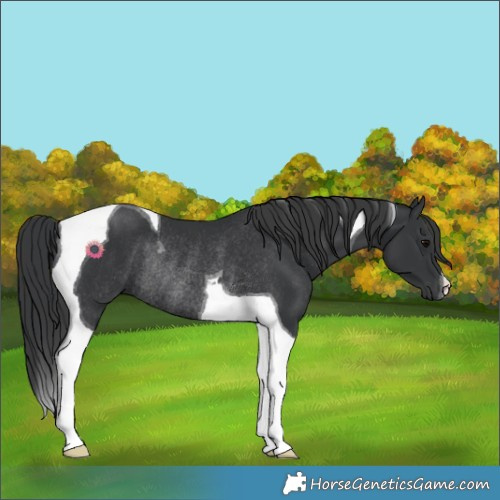 Horse Color:Black Tobiano Rabicano
