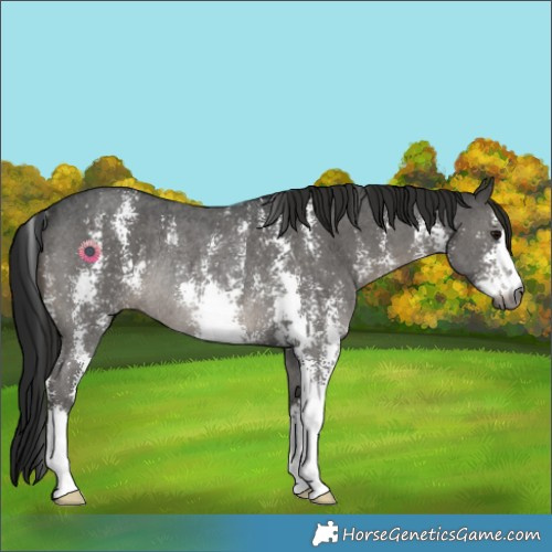 Horse Color:Gray Black Sabino Rabicano