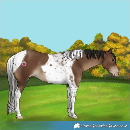 Horse Color:Gray Classic Champagne Tobiano Rabicano 