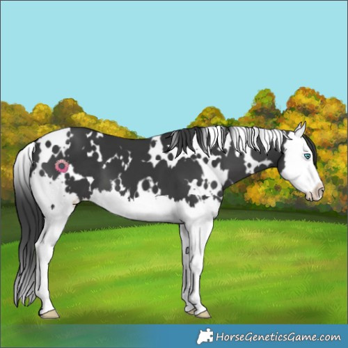 Horse Color:White Spotted Black Splash