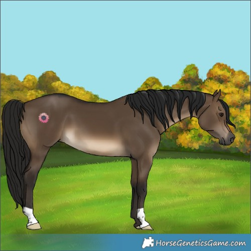 Horse Color:Gray Brown Dun