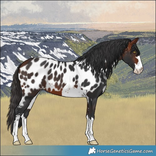 Horse Color:Bay Skewed LP Spotted 