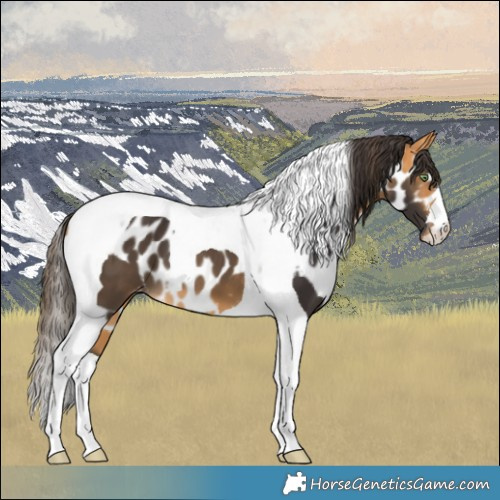 Horse Color:Buckskin Tobiano Skewed LP Spotted