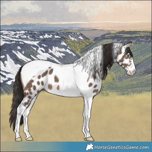 Horse Color:Bay Dun Tobiano Skewed LP Spotted 