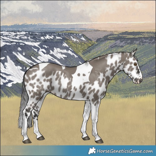 Horse Color:Grullo Tobiano Skewed LP Spotted Rabicano 