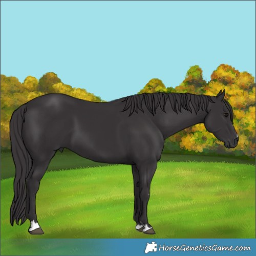 Horse Color:Smoky Black