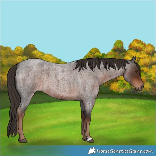 Horse Color:Liver Red Roan 