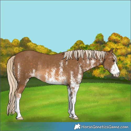 Horse Color:White Spotted Chocolate Palomino Rabicano 