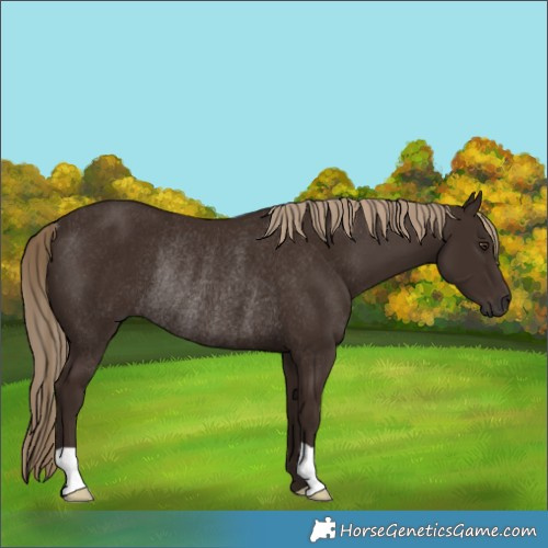 Horse Color:Liver Chestnut Rabicano 