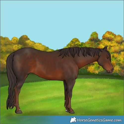 Horse Color:Liver Chestnut 