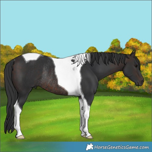 Horse Color:Brown Tobiano Rabicano 