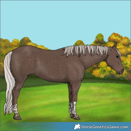 Horse Color:Silver Black Tobiano 