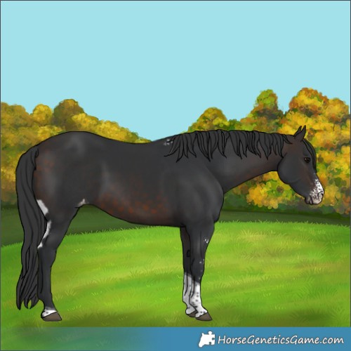 Horse Color:Brown Sabino Tobiano Skewed LP Spotted
