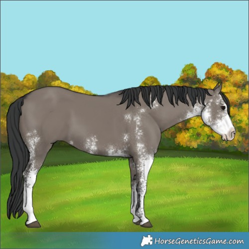 Horse Color:Grullo Sabino 