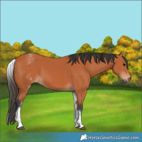 Horse Color:White Spotted Bay