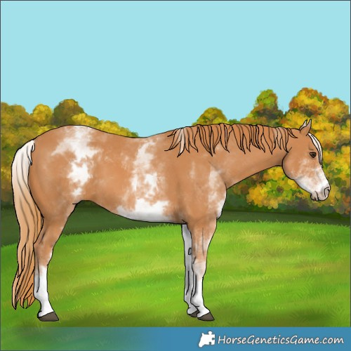 Horse Color:White Spotted Chestnut