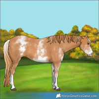Horse Color:White Spotted Chestnut 