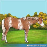 Horse Color:White Spotted Chestnut 