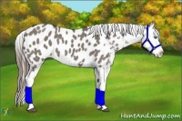 Horse Color:Grullo Sabino Splash Near Leopard