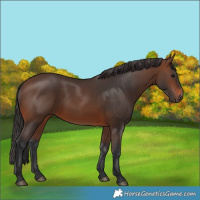 Horse Color:Brown 