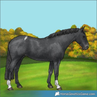 Horse Color:Black Varnish