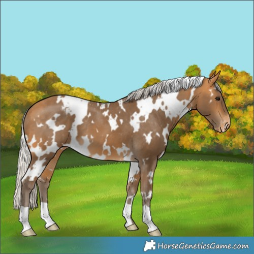 Horse Color:White Spotted Silver Buckskin Varnish