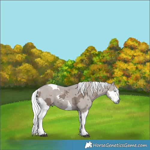 Horse Color:Silver Grullo Merle Tobiano Rabicano 