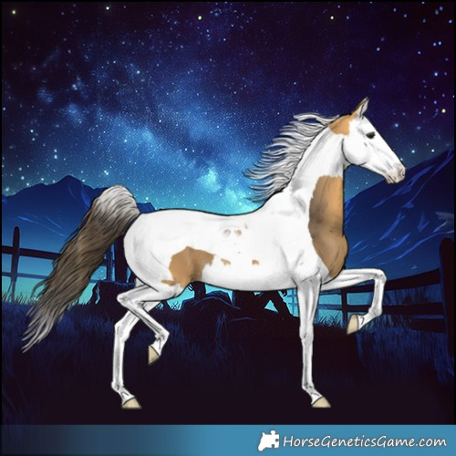 Horse Color:Buckskin Splash Tobiano