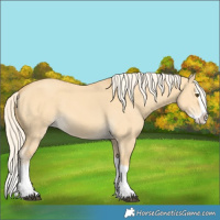 Horse Color:Palomino Dun Splash