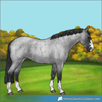 Horse Color:Blue Roan