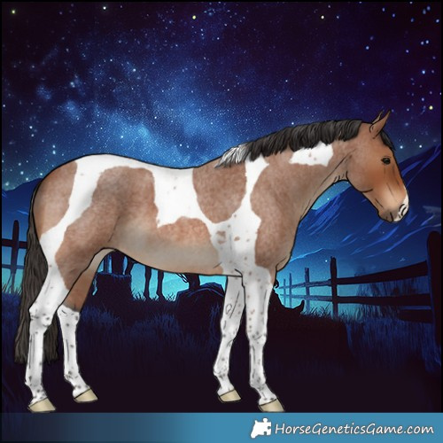 Horse Color:Bay Roan Tobiano