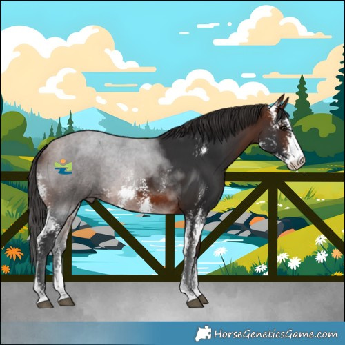 Horse Color:Bay Sabino Rabicano