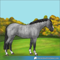 Horse Color:Blue Roan
