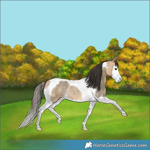 Horse Color:Buckskin Roan Splash Tobiano