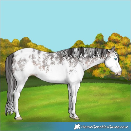Horse Color:Brown Sabino Splash Snowflake Varnish
