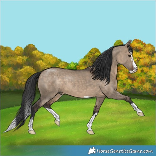 Horse Color:Brown Dun Splash 