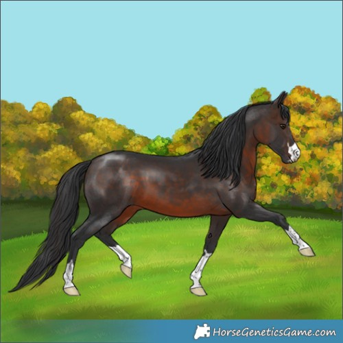 Horse Color:Brown 