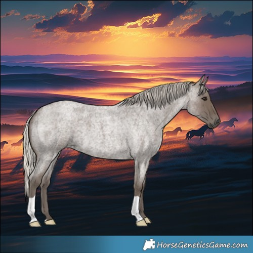 Horse Color:Silver Blue Roan 