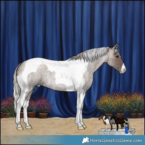 Horse Color:Silver Blue Roan Tobiano