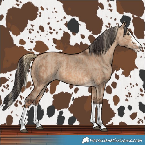 Horse Color:Red Dun Splash  and Bay Dun Splash 