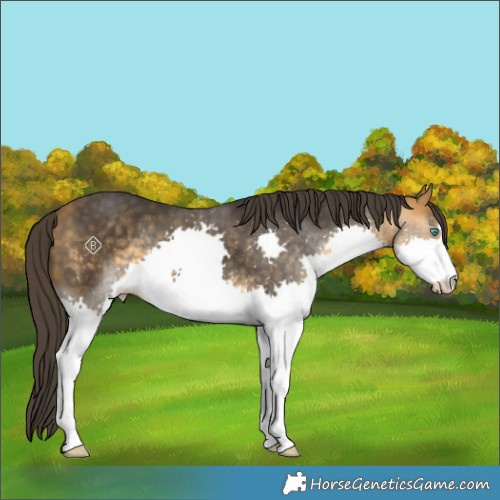 Horse Color:Buckskin Splash